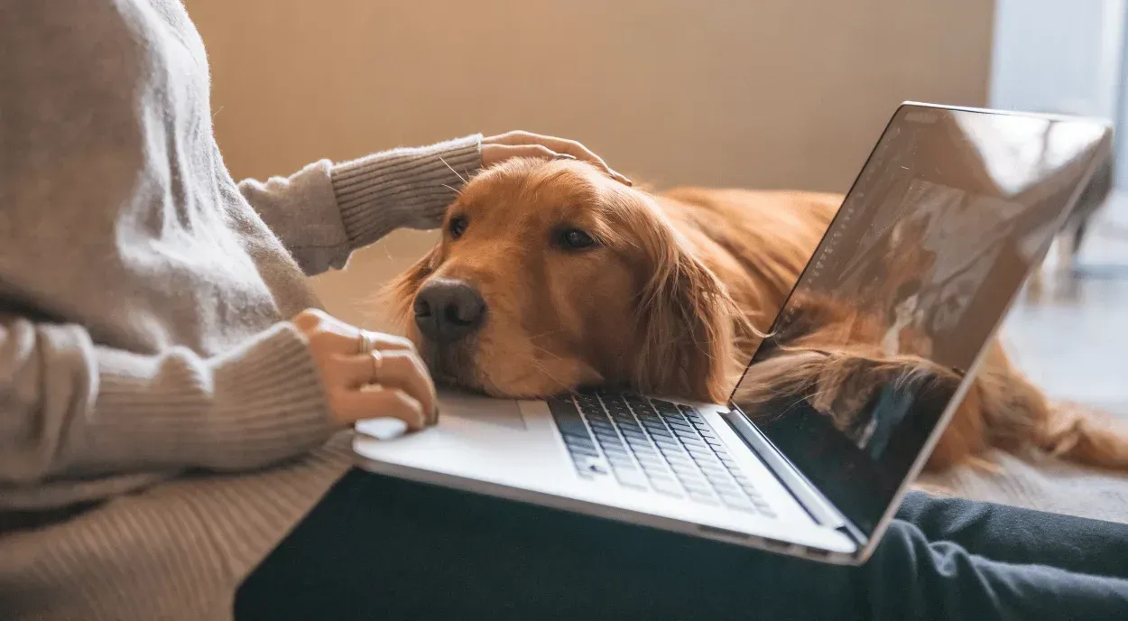 What is House Sitting? A Guide for Travelers and Nomads