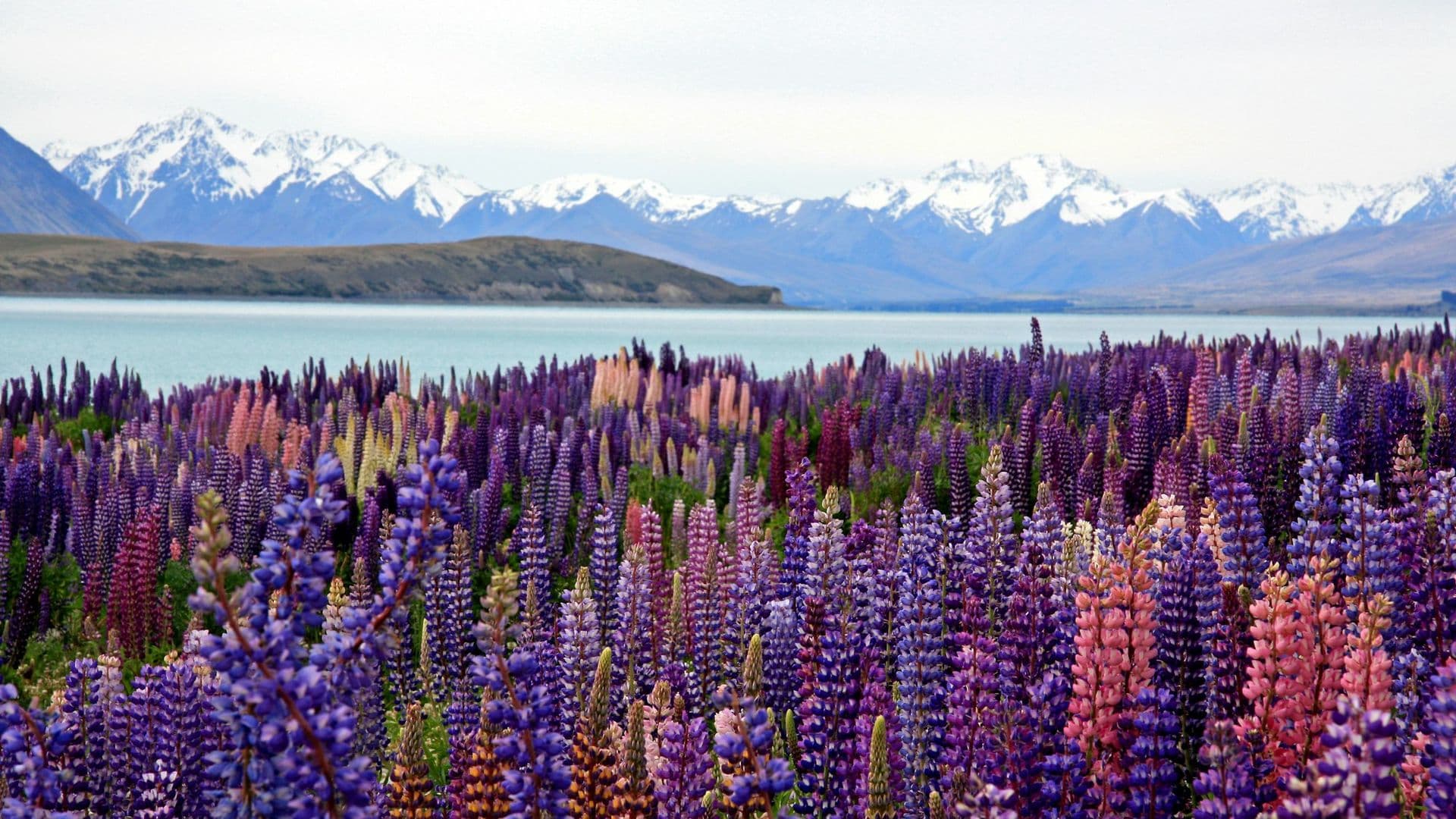 New Zealand Digital Nomad Visa: Requirements and How To Apply