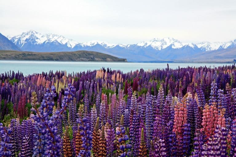 New Zealand Digital Nomad Visa: Requirements and How To Apply