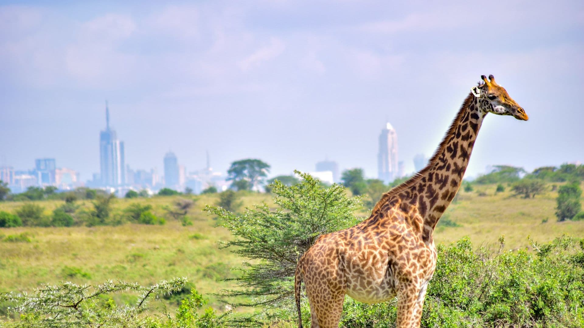 Digital Nomad Guide to Living in Nairobi