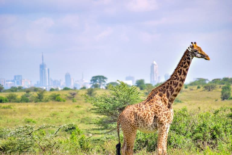 Digital Nomad Guide to Living in Nairobi